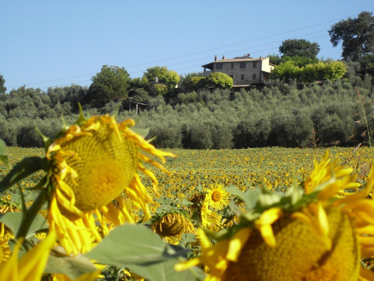 Agriturismo Oliveto Di Geltrude Contessa Leilighet Amelia Eksteriør bilde